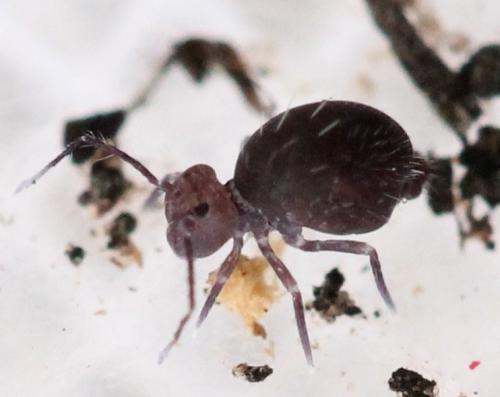 Dicyrtoma fusca