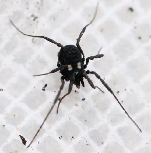Nemastoma lugubre