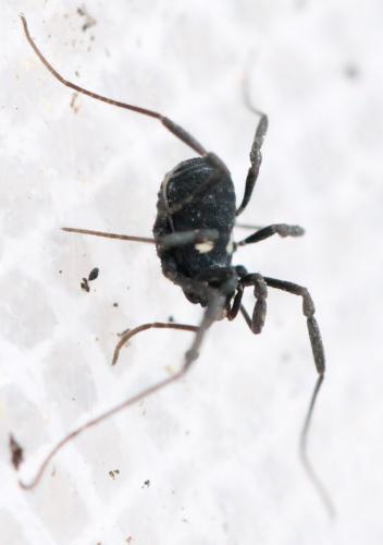 Nemastoma lugubre
