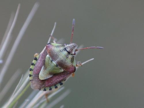 Réf. 133 372 : Antheminia absinthii