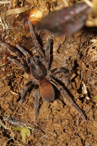 Holothele sulfurensis