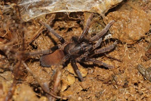 Holothele sulfurensis