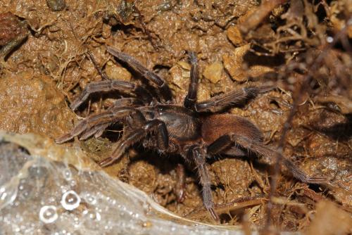 Holothele sulfurensis