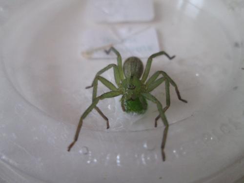 Micrommata ligurina