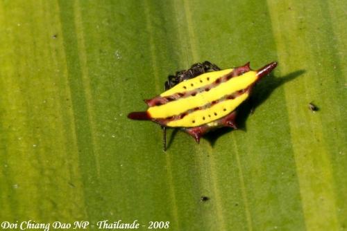 Réf. 133 967 : Gasteracantha sp.