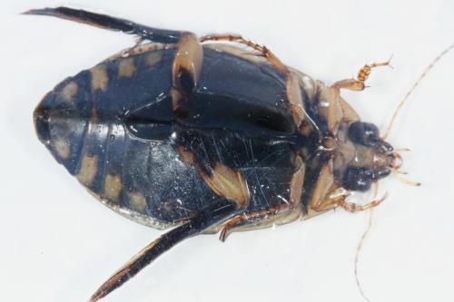 Réf. 133 785 : Acilius sulcatus