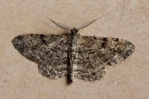 Réf. 133 820 : Peribatodes rhomboidaria
