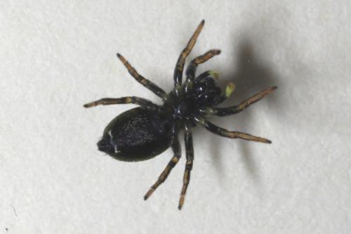 Réf. 133 911 : Heliophanus auratus