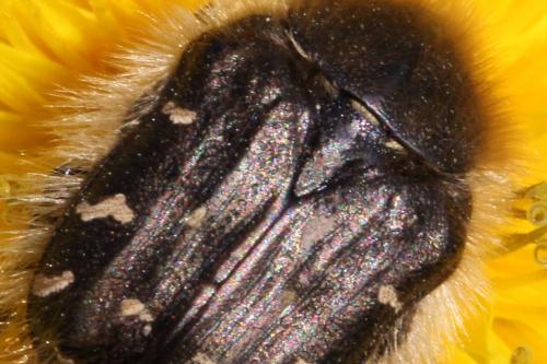 Tropinota hirta