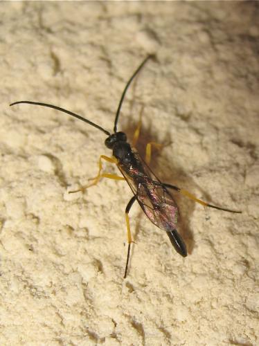 Réf. 133 844 : Dusona sp.