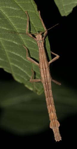 Lamponius guerini