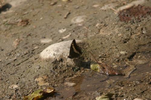 Charaxes hansalii