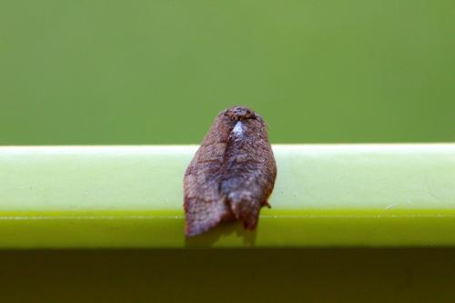 Cacoecimorpha pronubana