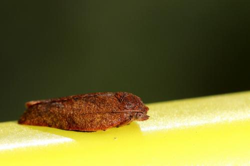 Cacoecimorpha pronubana
