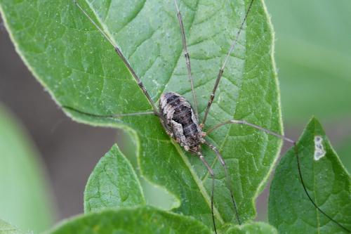 Phalangium opilio