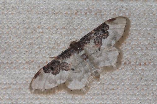 Réf. 133 932 : Idaea rusticata