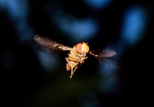 Episyrphus balteatus
