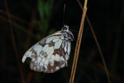 Melanargia galathea