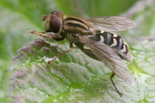 Anasimyia interpuncta