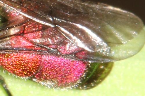 Réf. 133 903 : Pseudochrysis neglecta