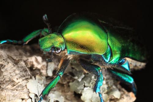 Eupotosia affinis