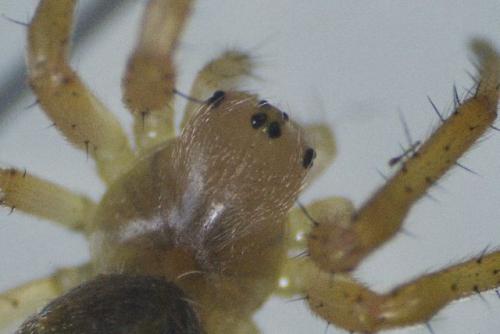 Araniella sp.