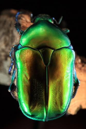 Eupotosia affinis