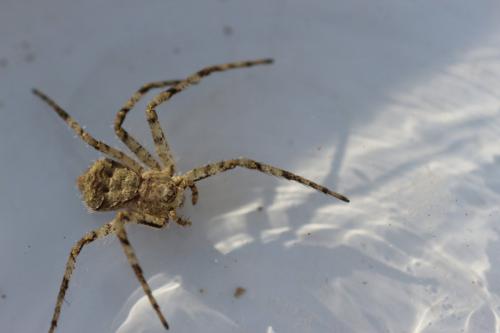 Philodromus sp.