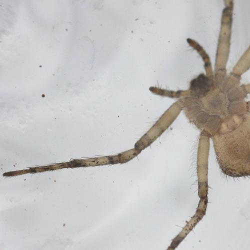 Philodromus sp.