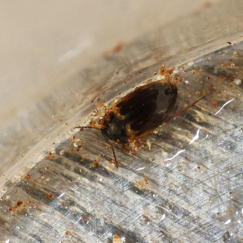 Hydroporus tessellatus