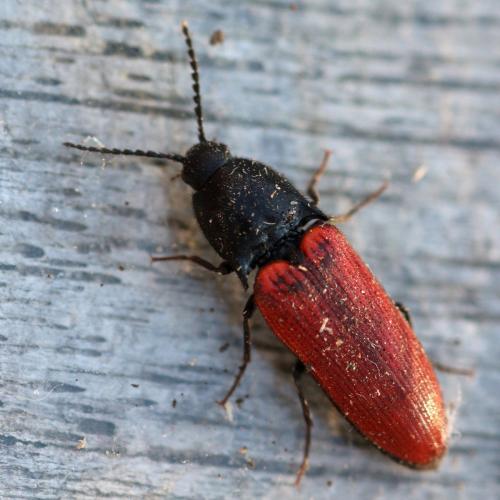 Ampedus sp.