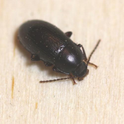 Nalassus laevioctostriatus