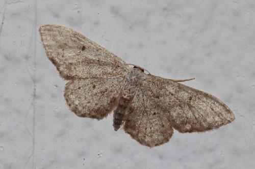 Idaea seriata