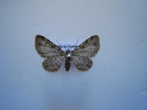Réf. 133 862 : Pasiphila sp.