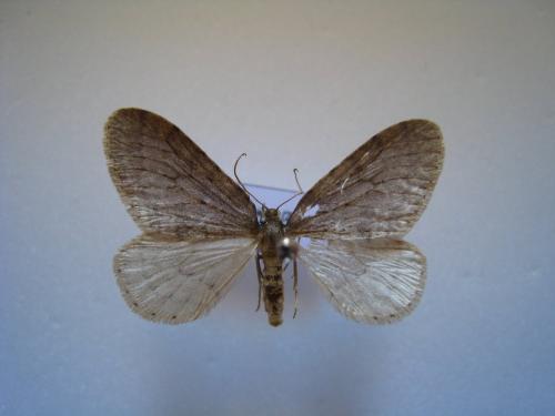 Operophtera brumata