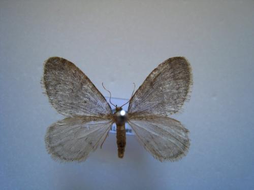 Operophtera brumata