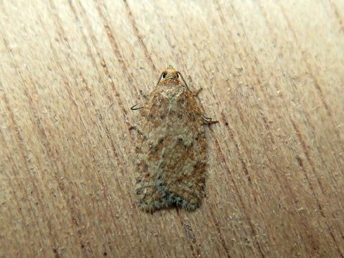 Acleris quercinana