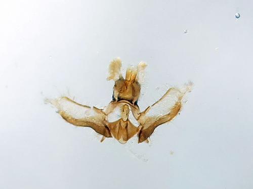 Acleris quercinana