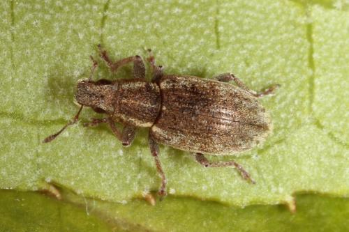 Sitona humeralis