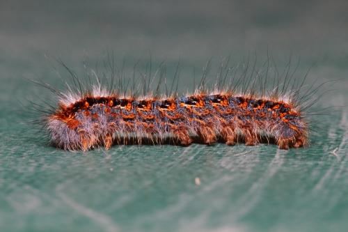 Lasiocampa quercus
