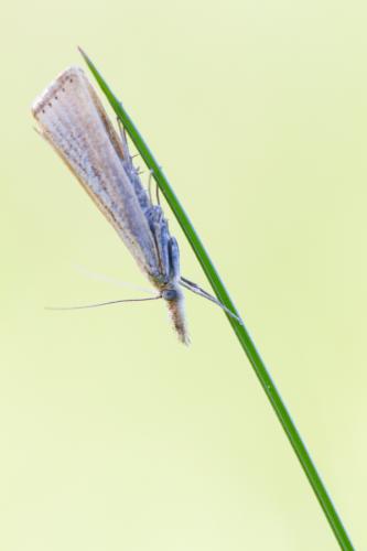 Agriphila straminella