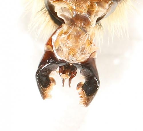 Réf. 133 137 : Bombus laesus mocsaryi