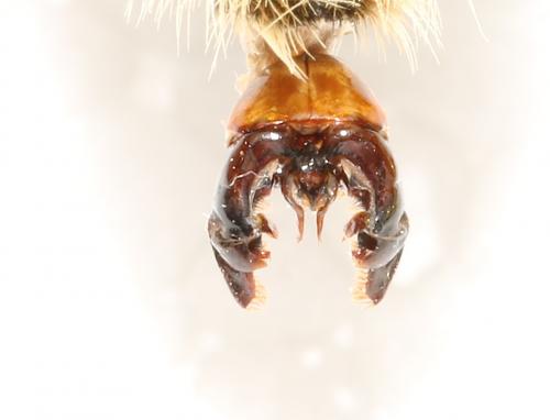 Bombus laesus mocsaryi
