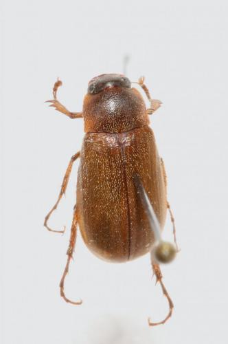 Réf. 133 134 : Triodontella aquila