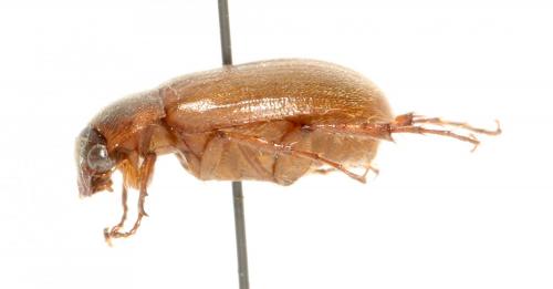 Triodontella aquila