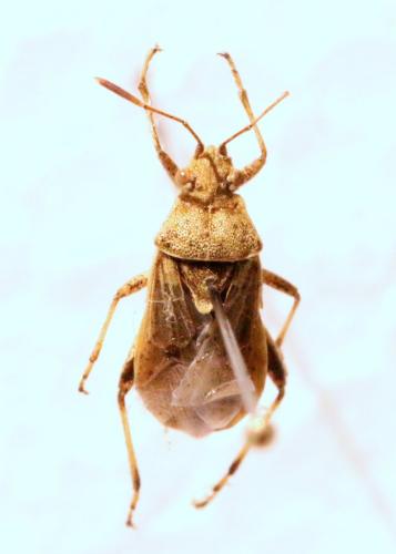 Stictopleurus punctatonervosus