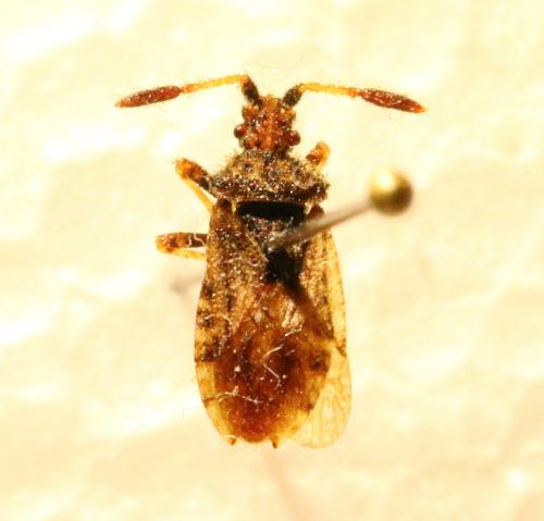 Réf. 133 721 : Strobilotoma typhaecornis