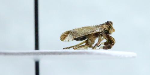 Asiraca clavicornis