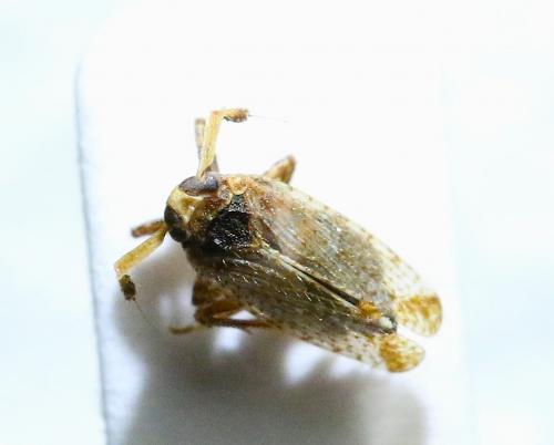 Réf. 133 723 : Asiraca clavicornis