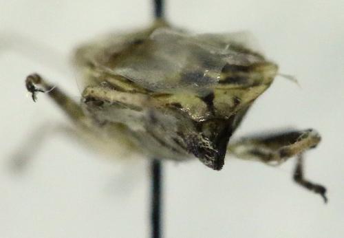 Réf. 133 739 : Stictopleurus punctatonervosus